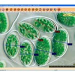 MICROS | Kamera ve Ekipmanlar | Micros Camera-Accessories-Pixel Fox - 1